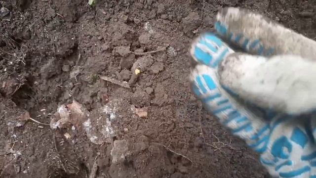 Нашли поселуху с серебром.Коп с Simplex+ смотреть онлайн