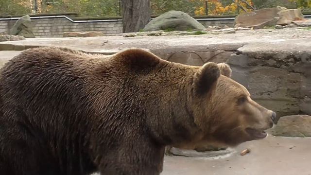 бурый медведь в Калининградском зоопарке смотреть онлайн