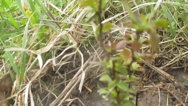 Саджу барбарис сорту Шоколад смотреть онлайн