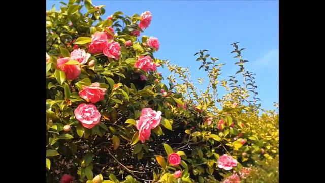 ROSE GARDEN EPI:122 CAMELLIA JAPONICA PLANT CARE смотреть онлайн