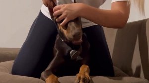 Как ставить уши доберману после купирования