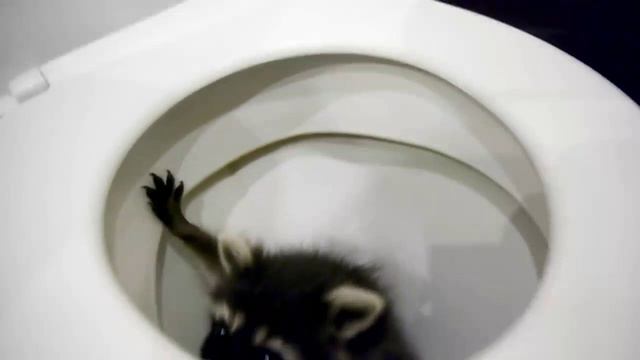 Самое первое видео Лайф тудей с енотом / Trailер boкс смотреть онлайн