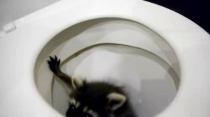 Самое первое видео Лайф тудей с енотом / Trailер boкс