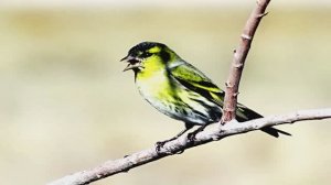 Звук птиц в лесу. Пение Чижа