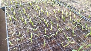 Статица начинает всходить сезон 2023