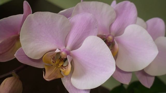 январское цветение ОРХИДЕЙ: Салинас, Шанхай, Шотландский вислоух Митя