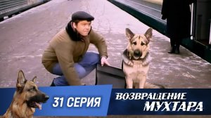 «Возвращение Мухтара»: «Девятый маршрут» (1 сезон. 31 серия)