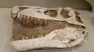 Экскурсия "Палеонтологический музей".