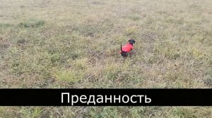 ТАКСА Самая ЛУЧШАЯ СОБАКА\ ОСОБЕННОСТИ породы ТАКСЫ\ Характеристика охотничьей собаки\ Милые собачк