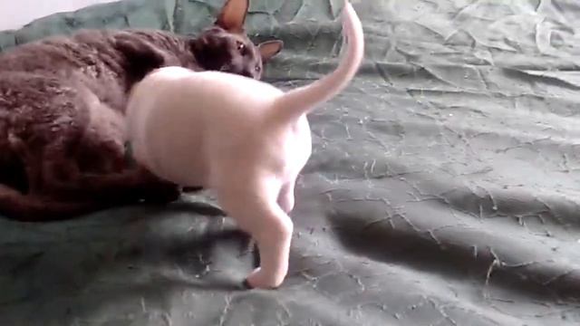 energy 1 (девочка) вторая вязка смотреть онлайн