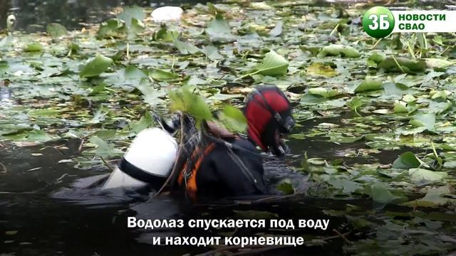 Где зимуют кувшинки Капустинского пруда? смотреть онлайн