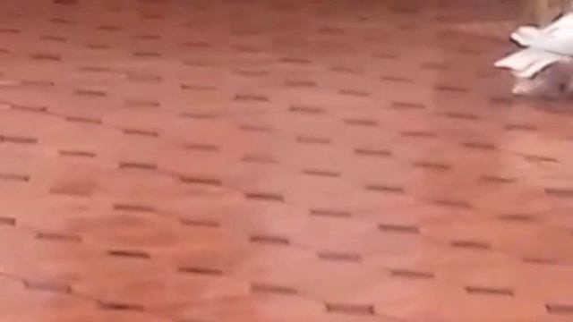 ANDIJON KABUTARLARI OQ KO'Z АНДИЖАНСКИЙ ГОЛУБИ БЕЛЫЙ ГЛАЗ 🕊🕊🕊🕊 смотреть онлайн
