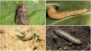 Вредители и болезни лука. Профилактика и лечение.