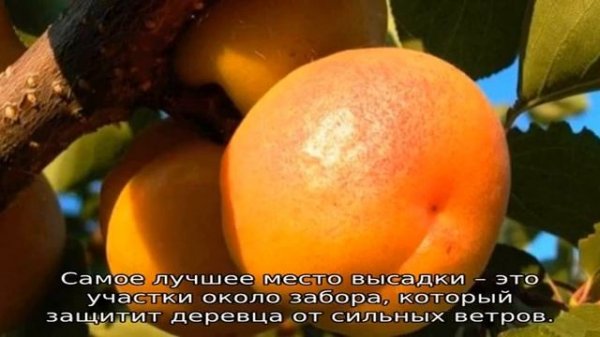 Абрикос Фаворит