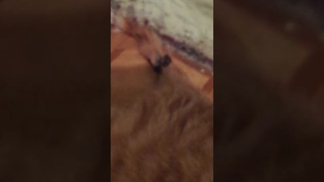 уроды чуть не отрезали коту хвост!!!!!!!!!!!!!