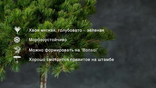 KOKUHO - сосна мелкоцветковая (Pinus parviflora 'Kokuho') — описание растения смотреть онлайн
