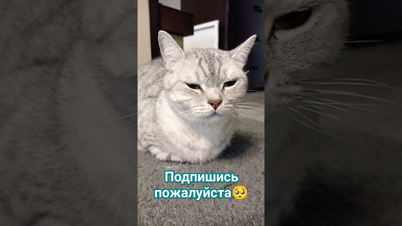 Милый котик #shorts смотреть онлайн