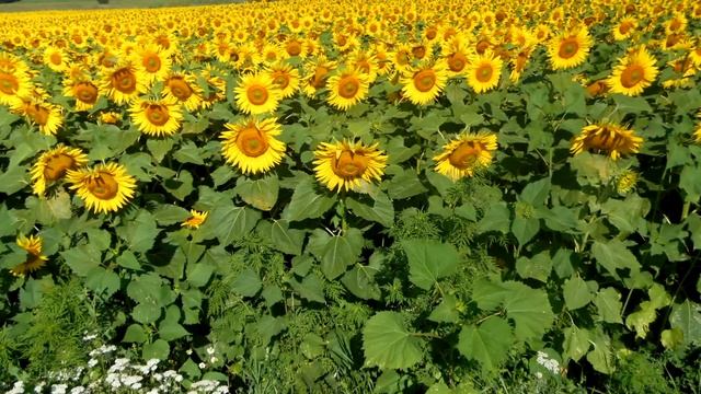 Как перенести жару легко! Ешь ЭТО и забудь о ТРОМБАХ - лучше аспирина смотреть онлайн