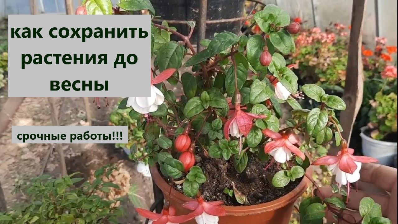 Готовлю к зимовке фуксии/ бегонии /пеларгонии. Как и где будут зимовать мои любимые цветы. смотреть онлайн