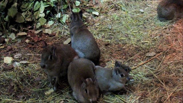 Броненосец, мары, крокодил.23.02.21 г.