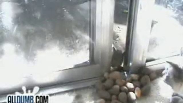 Зачем кошке орехи )) смотреть онлайн