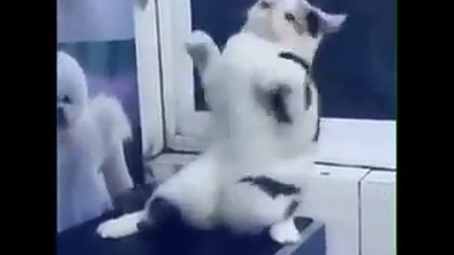 Кот танцует танец живота !!! смотреть онлайн