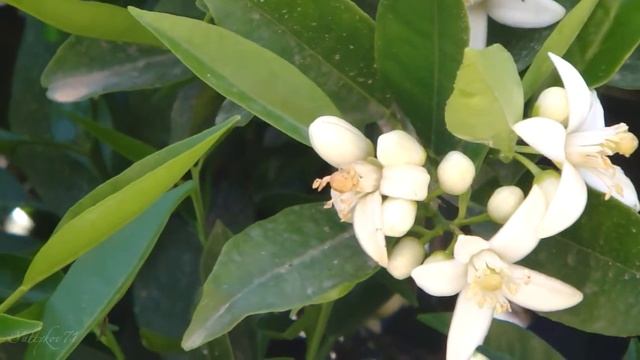 Пчелы и цветы апельсина Кипр 2012 смотреть онлайн