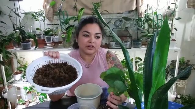 Repot with me | Calathea Orbifolia Care Tips смотреть онлайн