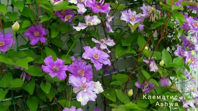 Растения для сада. Август смотреть онлайн