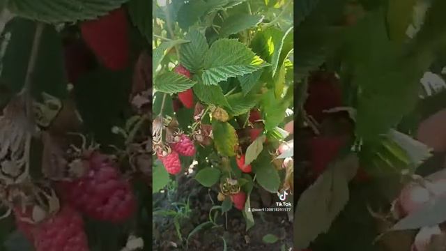 #малинки# Самая вкусная малина июль 2023 смотреть онлайн