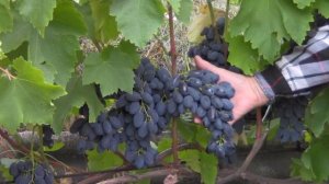 @Виноград 2019  Виноград Кодрянка