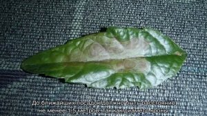 Мушмула кавказская — выращивание в саду в открытом грунте