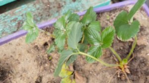 Паутинный клещ на клубнике.