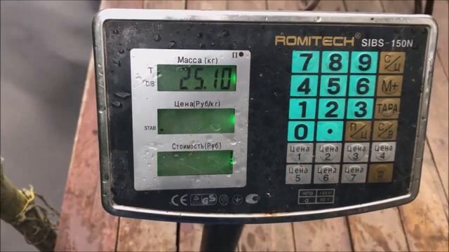 Зарыбление нижнего пруда!!!Клевое Место Лосиный Остров смотреть онлайн