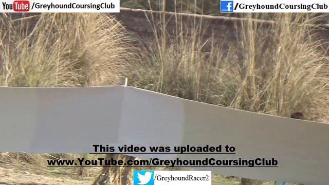 dog and rabbit race 2021 | greyhound coursing | dog racing смотреть онлайн