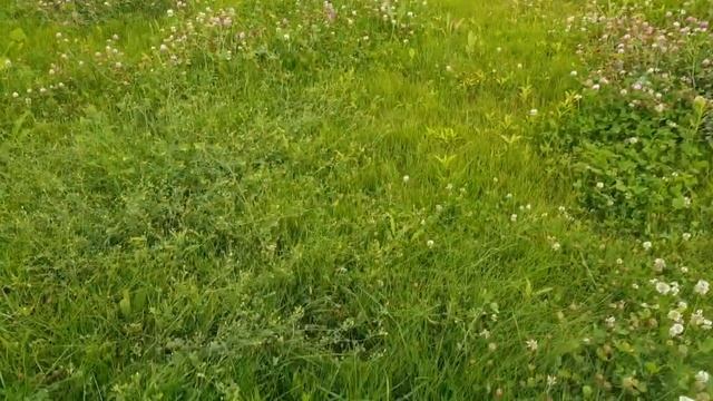 Почему я бросил стричь газон?