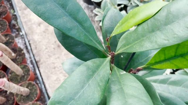 Ficus Cyathistipula | Live From The Nursery Series