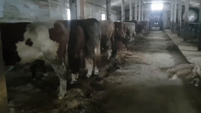 Про забой быков после 5 месяцев откорма смотреть онлайн