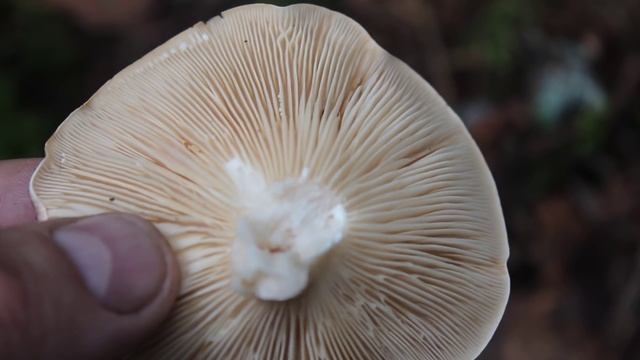 Грибы-двойники. Сыроежка родственная и Млечник обыкновенный. смотреть онлайн