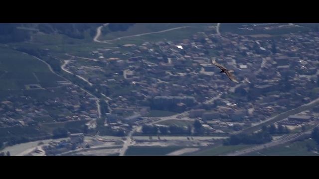Bearded Vulture - Gypaetus Barbatus - Mont Blanc смотреть онлайн