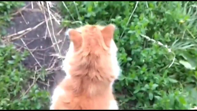 Ура! Я приехал на дачу! смотреть онлайн