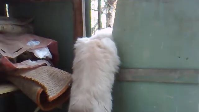 Любопытная смотреть онлайн
