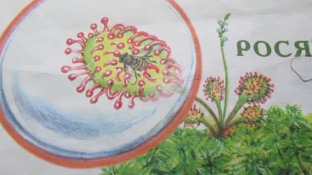 Экологические беседы с детьми 5 - 7 лет.Environmental conversations with children 5 - 7 years. смотреть онлайн
