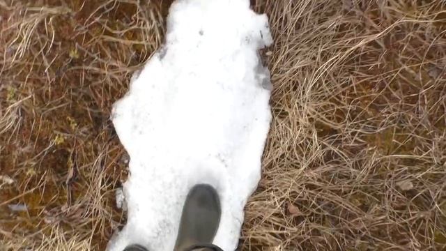 Один в тайге. Весна. Попал в западню.