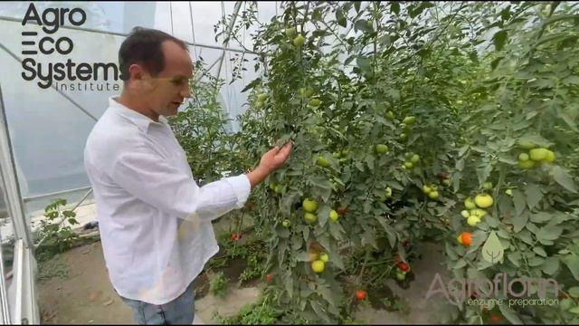 Томаты в теплицах промежуточный отчет Агробизнесцентр смотреть онлайн