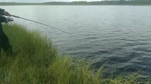 Карелия. Клюква будет, Голубика есть!? смотреть онлайн