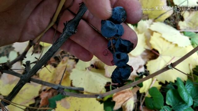 виноград МАРКЕТТ - грона в Жовтні смотреть онлайн