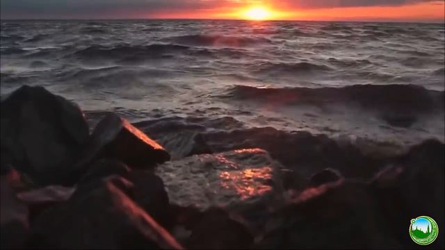 Благочестие к животным смотреть онлайн