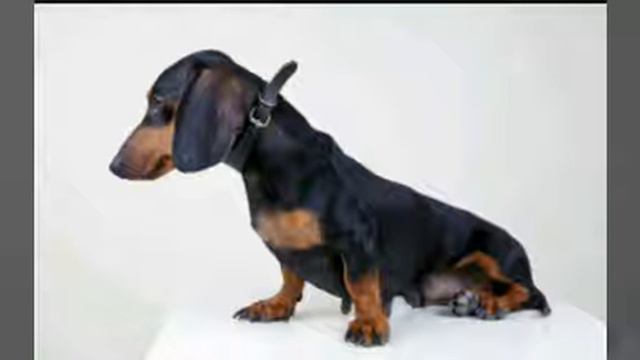 Расказ про одну таксу и хозяина гироя. "" СОВЕТУЮ ПОСМОТРЕТЬ"" смотреть онлайн