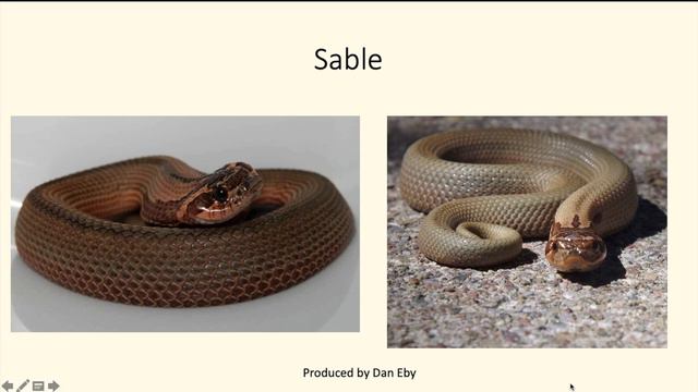 The Super Anaconda Morph and Gene Combinations in Hognose Snakes смотреть онлайн